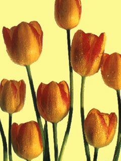 Tulip