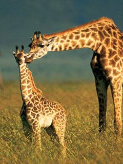 Giraffe