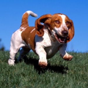 High on Life Basset Hound