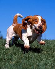 High on Life Basset Hound