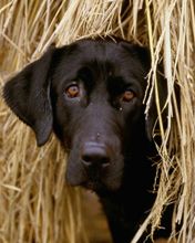 Hiding in the Hay
