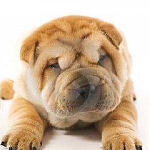 Shar pei