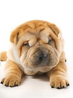 Shar pei