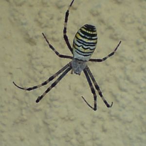 Spider