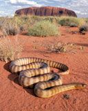 Snake