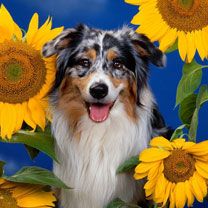 Australian Shepherd