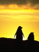 Pingouin
