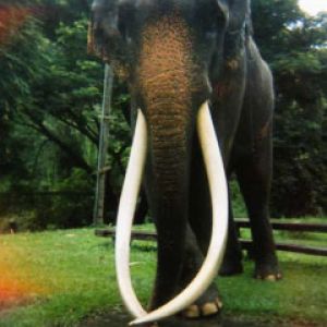 Cambodge elephants