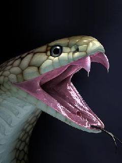 Snake