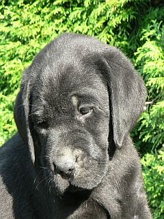 Labrador ĹˇteĹ?a