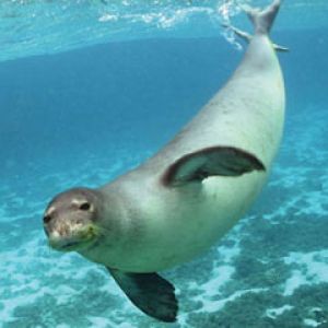 Monk seal