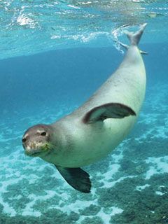 Monk seal