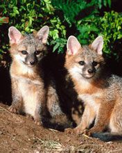 Fox