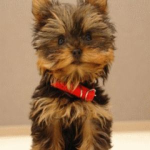 Pupy