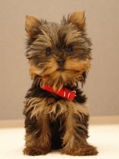 Pupy
