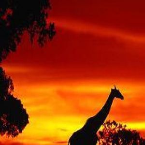Afrika