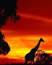 Afrika