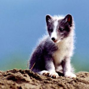 Arctic Fox