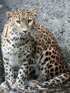 Leopard