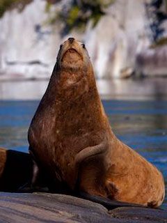 Seal