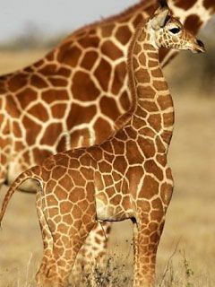 Giraffe
