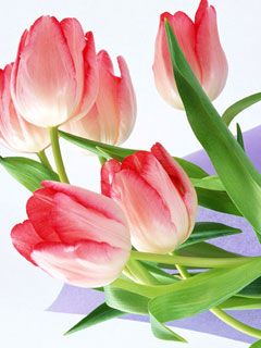 Tulip