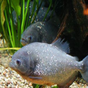 Pirana