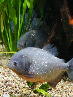 Pirana