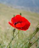 Papaver