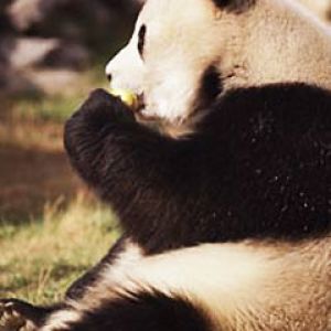 Panda - Tianjin - China