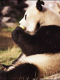 Panda - Tianjin - China