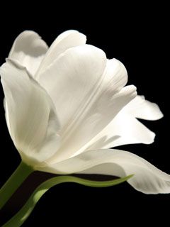 Tulip