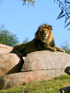 Lion