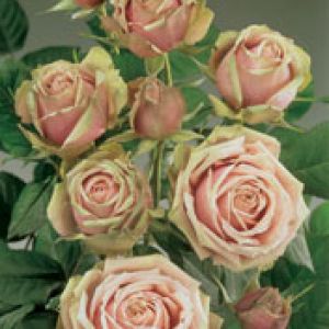 Romantica