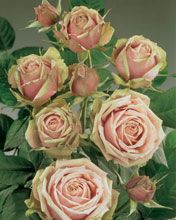 Romantica