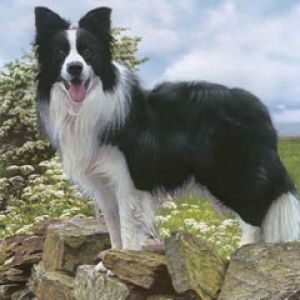 Border Collie