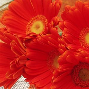 Gerbera