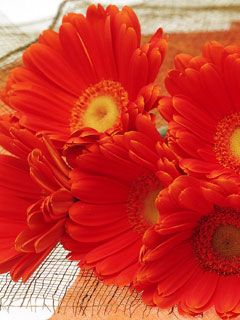 Gerbera