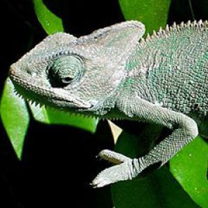 Kameleon