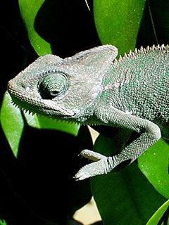 Kameleon