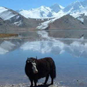 A Yak at Karakol Lake