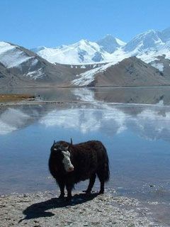 A Yak at Karakol Lake