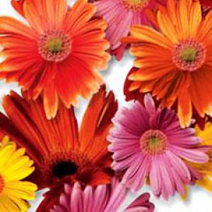 Gerbera