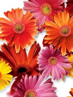 Gerbera