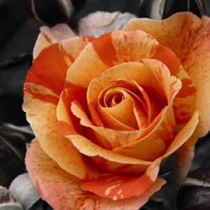 Orange Rose