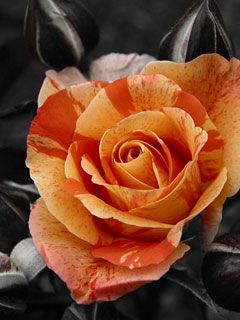 Orange Rose