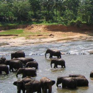 Elefants
