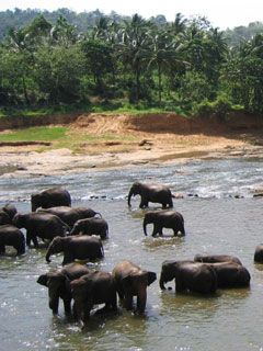 Elefants