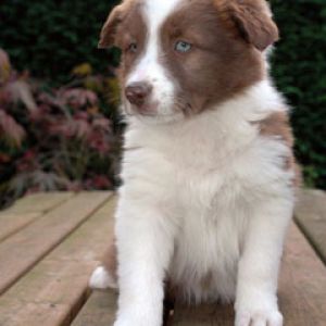 Border Collie