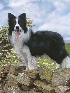 Border Collie